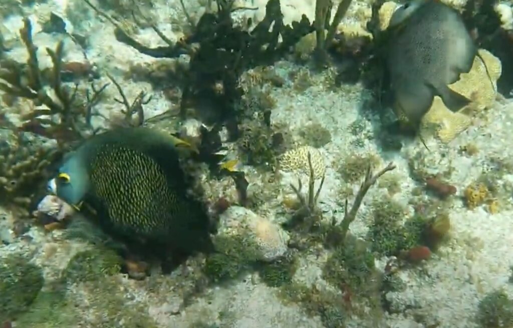 Coffins Patch Snorkeling Marathon Florida